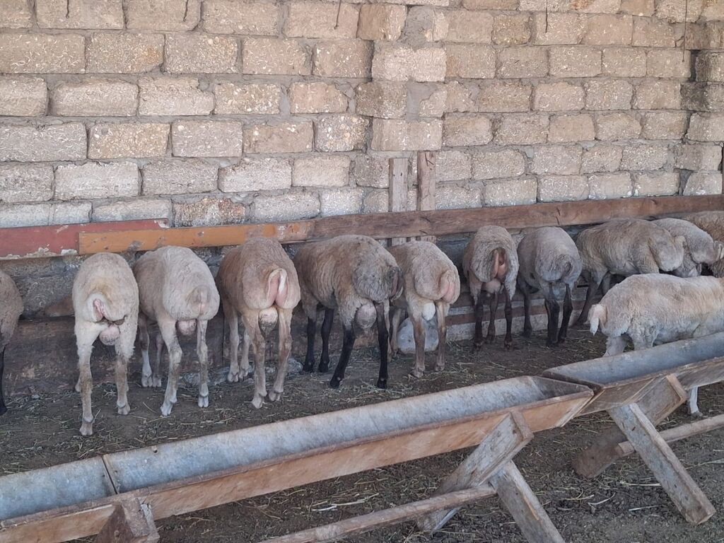 Quzu.Erkək super kök quzular.Diri çəkisi 9 AZN.Beyləqan cinsidir. 3-4 — Kənd təsərrüfatı heyvanları, Digah (5)