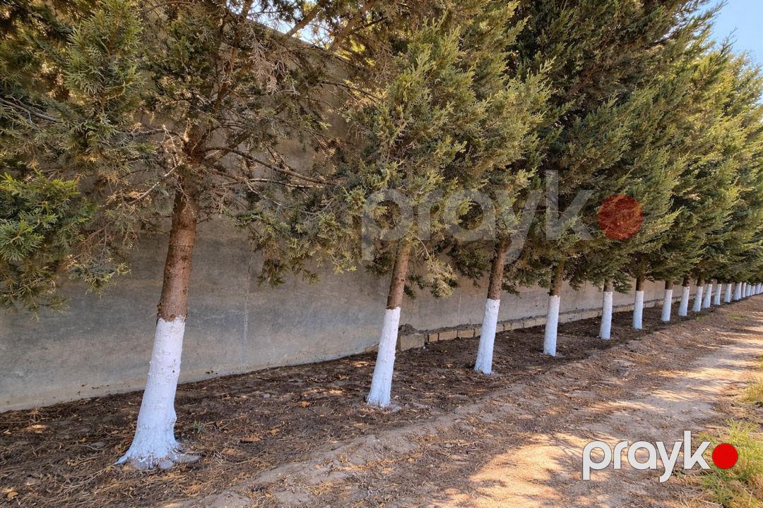 Satılır torpaq 110 sot — Torpaq, Bakı (6)