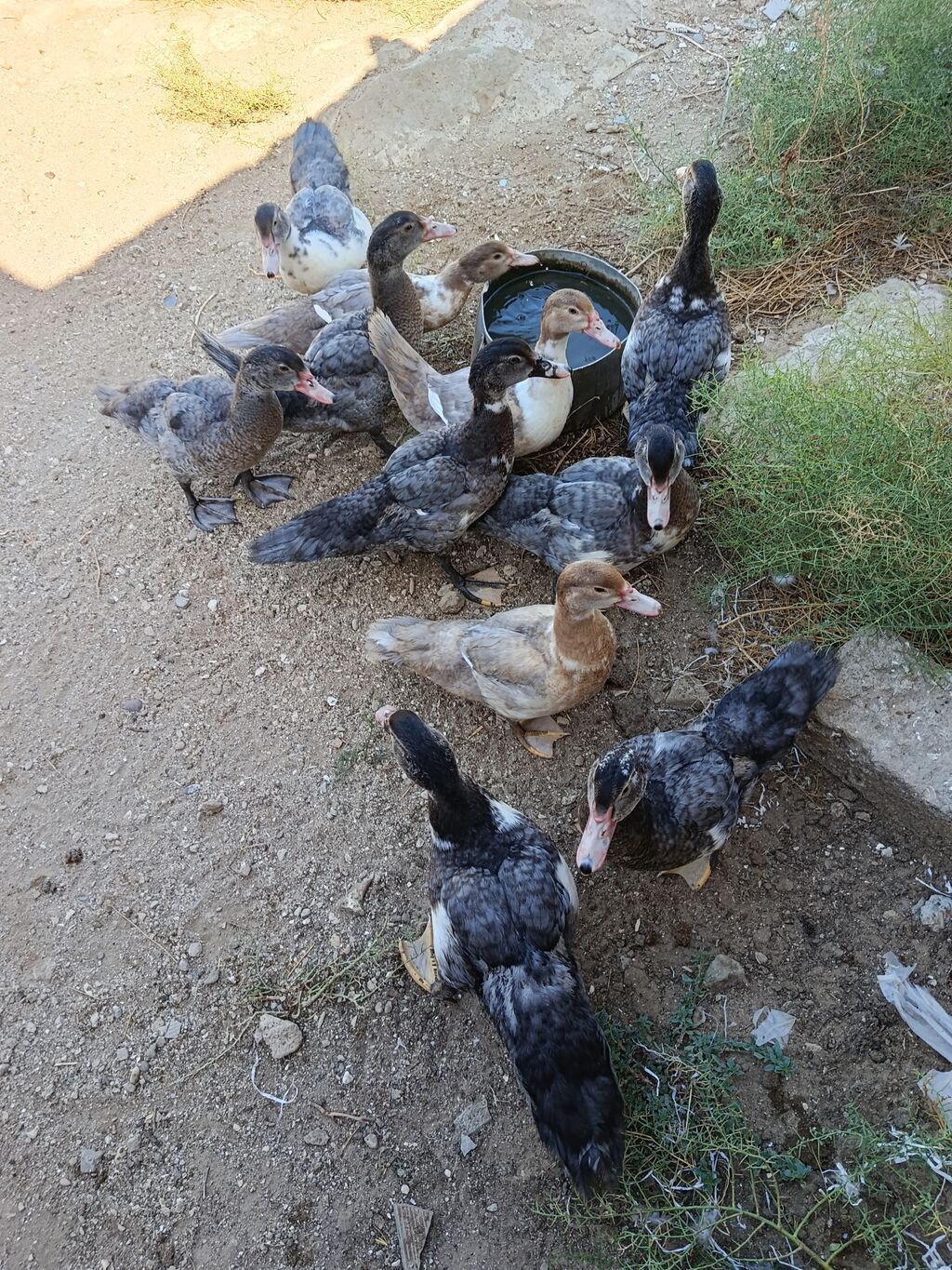 Satılan məhsul ördək balalarıdır. Şəkillərdə bir neçə ədəd cavan ördək — Digərləri, Bakı (4)