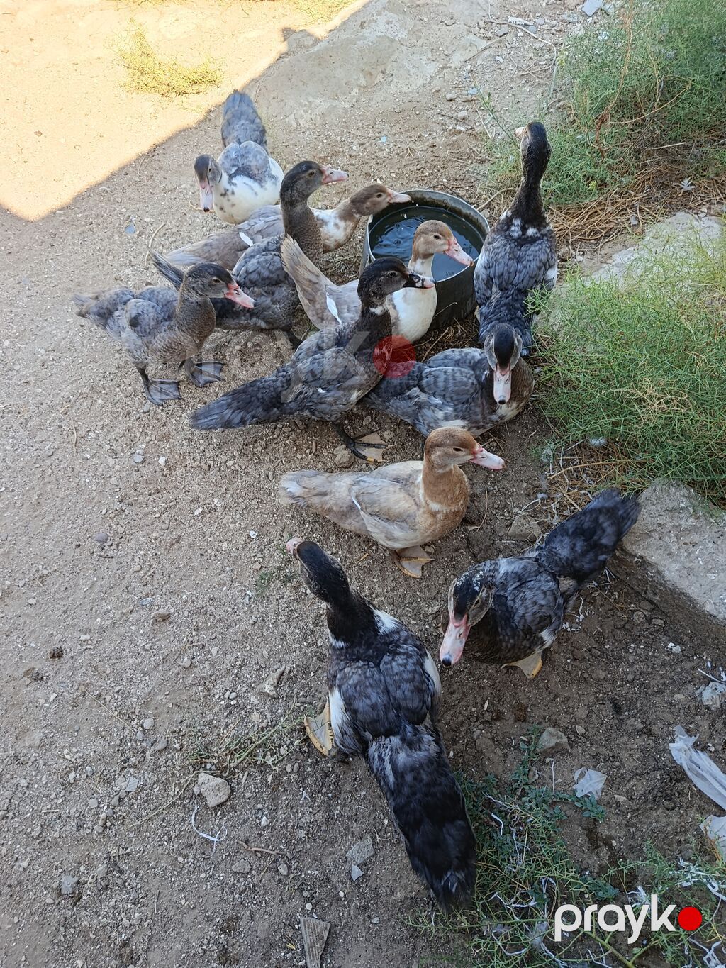 Satılan məhsul ördək balalarıdır. Şəkillərdə bir neçə ədəd cavan ördək — Digərləri, Bakı (4)