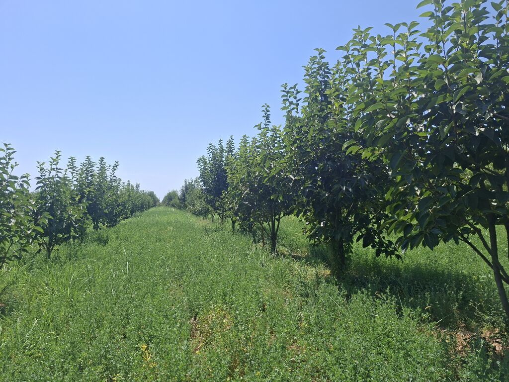 Kənd təsərrüfatı — Torpaq, Göyçay (4)