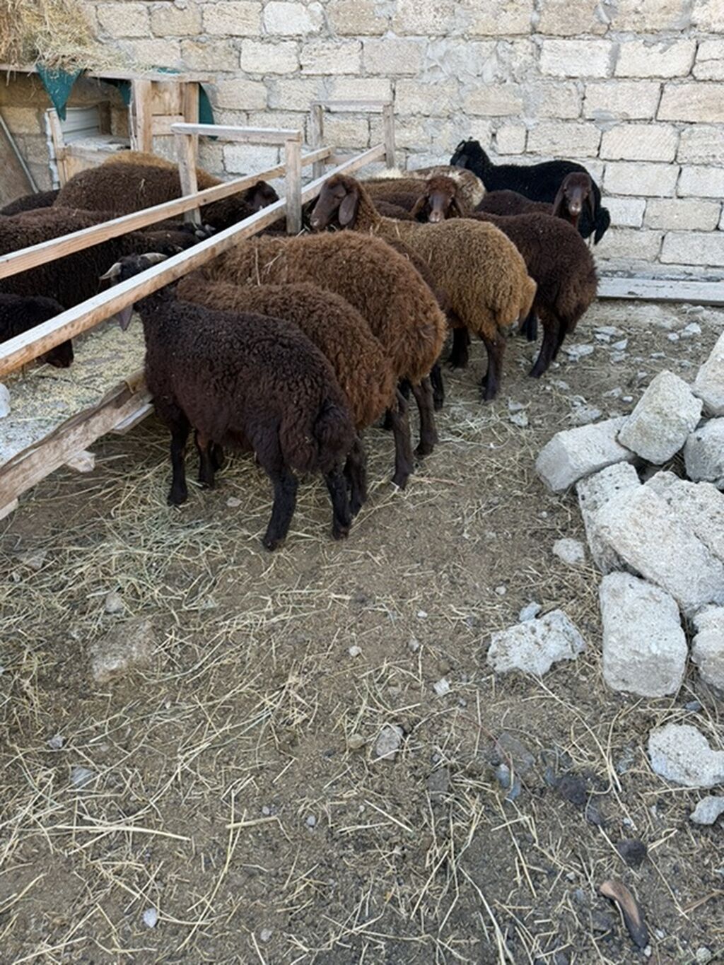 Salam aleyküm 23 baş quzdu 6 dışı 17 erken kom 320 m tek tek 280 dan — Kənd təsərrüfatı heyvanları, Digah (7)