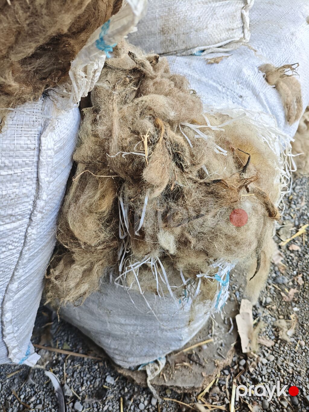 Çirkli yün. 3 manata. Real alıcıya endirim olacaq Məhsul: Təbii qoyun — Digər, Xaçmaz (4)