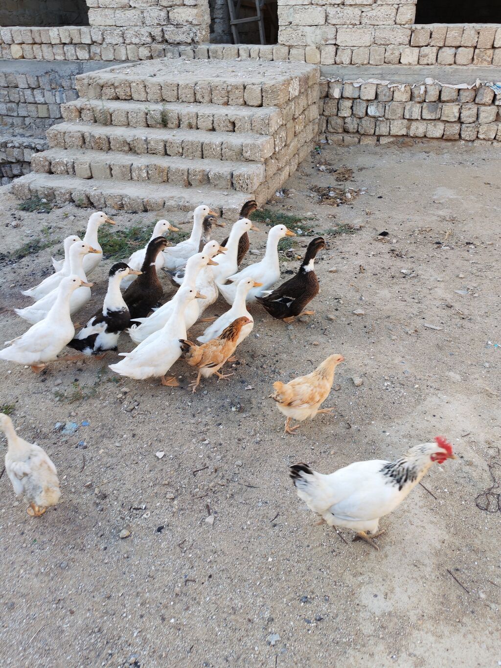 Dişi, Kuban, Damazlıq, Ödənişli çatdırılma — Digərləri, Digah (6)
