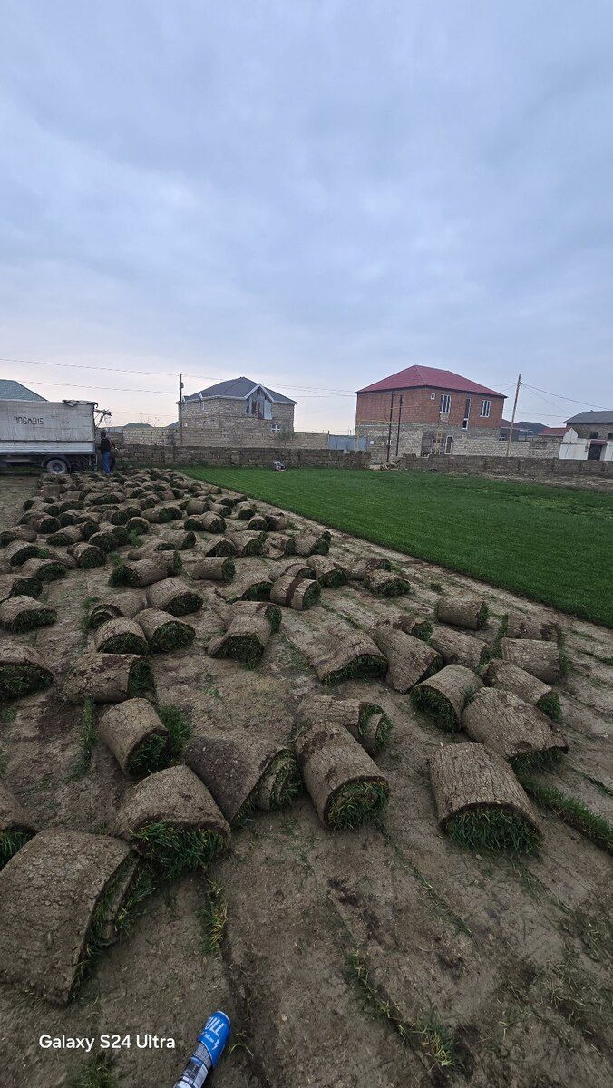 Qazon — Bitkilər, Bakı (10)