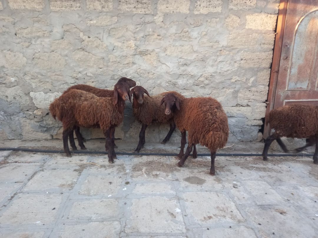 Quzular — Kənd təsərrüfatı heyvanları, Bakı (6)