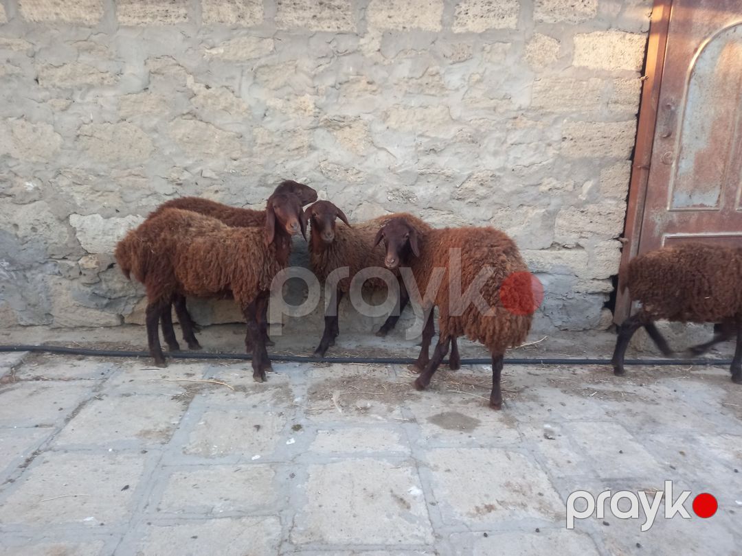 Quzular — Kənd təsərrüfatı heyvanları, Bakı (6)