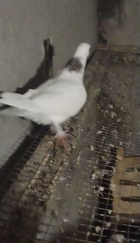 Ebreş boyun erkey olacağ quş gencede gondermekde mumkundu 0513992050 — Gəncə