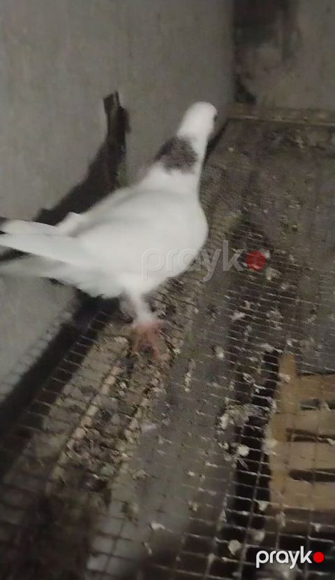 Ebreş boyun erkey olacağ quş gencede gondermekde mumkundu 0513992050 — Gəncə