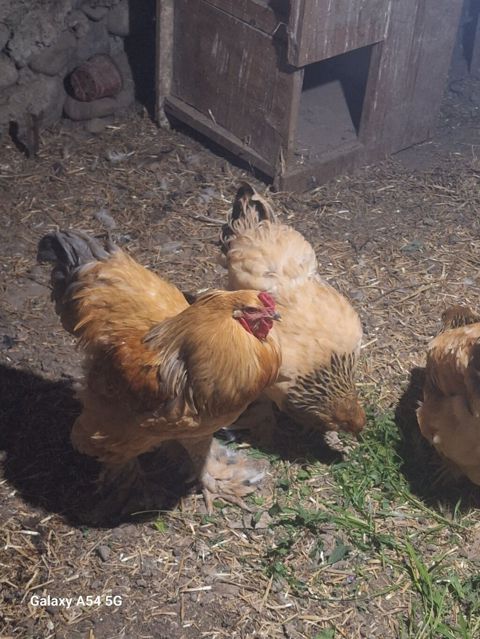 Məhsul: Brahma cinsli ev quşları Təsvir: təmiz damazlıq heyvan — Gəncə
