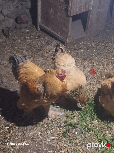 Məhsul: Brahma cinsli ev quşları Təsvir: təmiz damazlıq heyvan — Gəncə