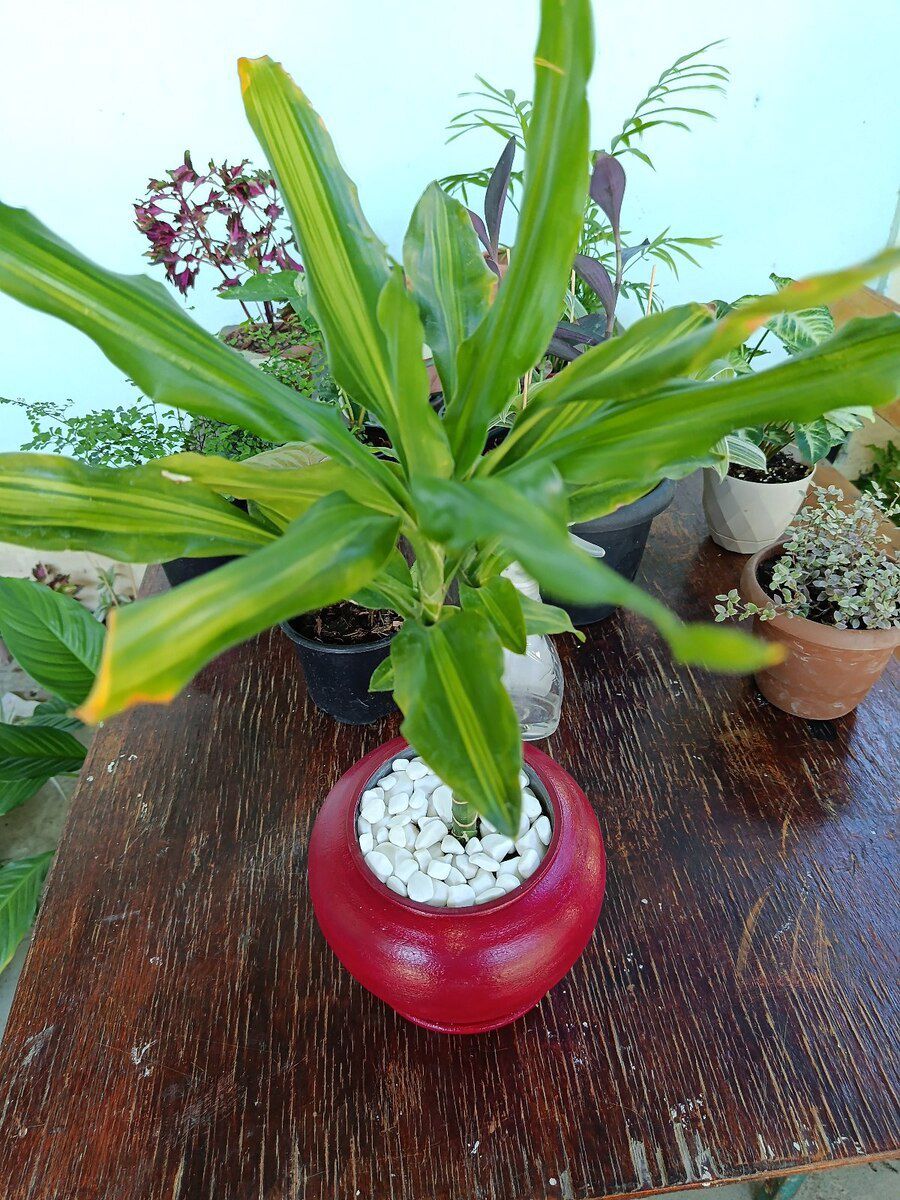 Dracaena fragrans Cintho — Bitkilər, Xırdalan (4)