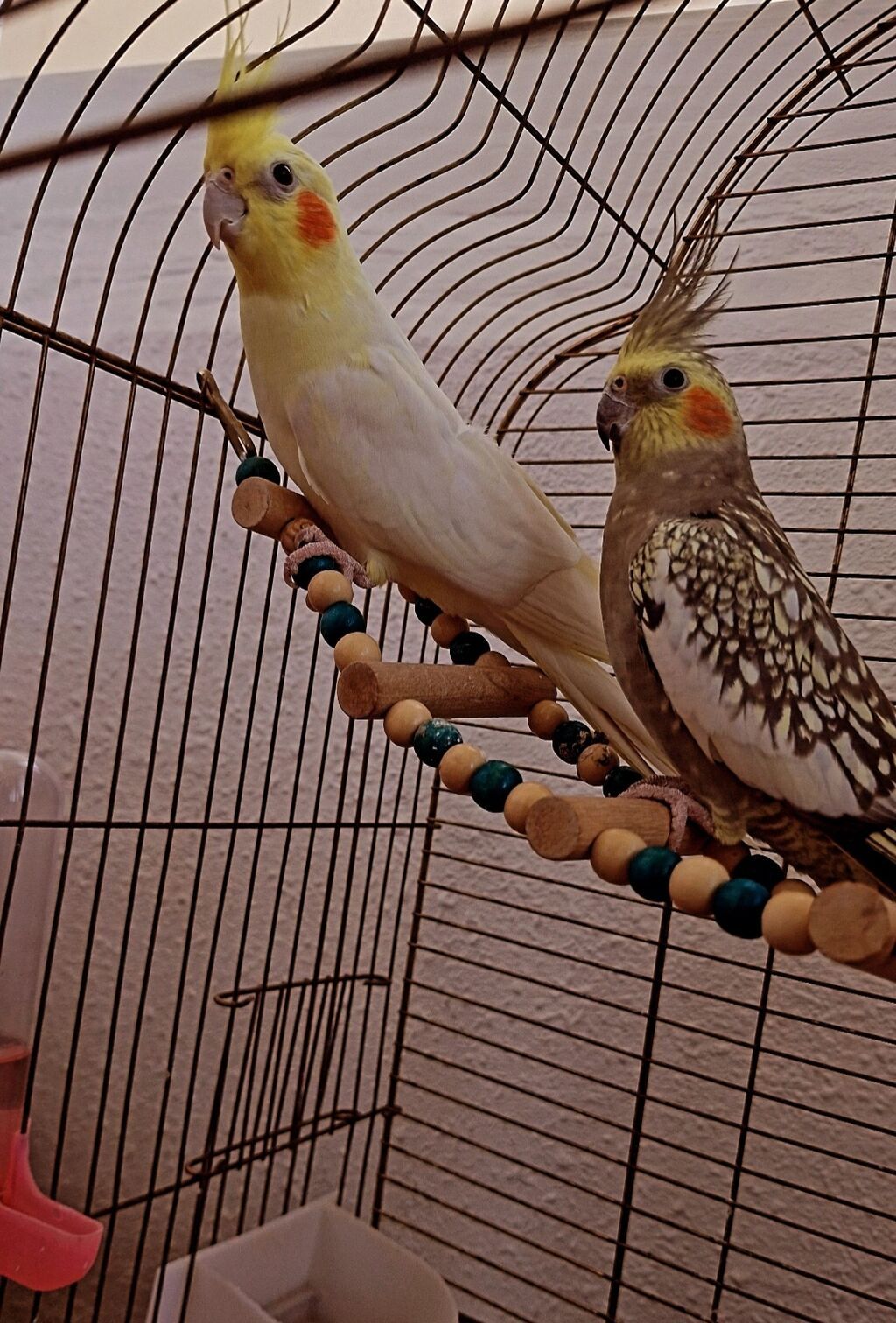 Erkək&dişi — Tutyun papağayı, Mehdiabad (4)