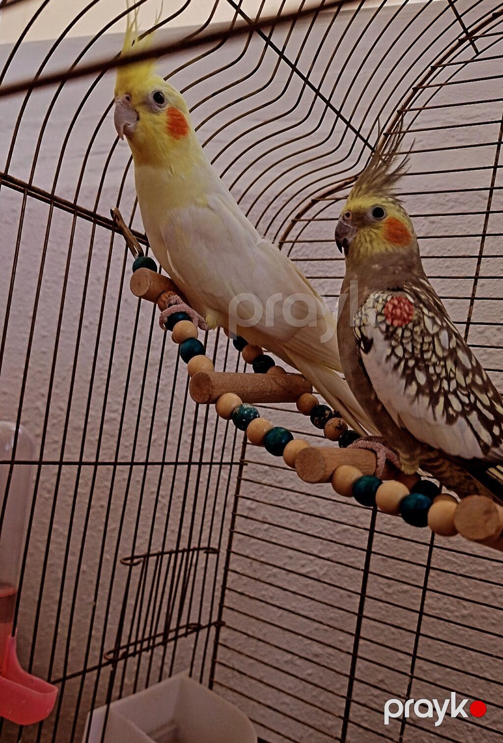 Erkək&dişi — Tutyun papağayı, Mehdiabad (4)