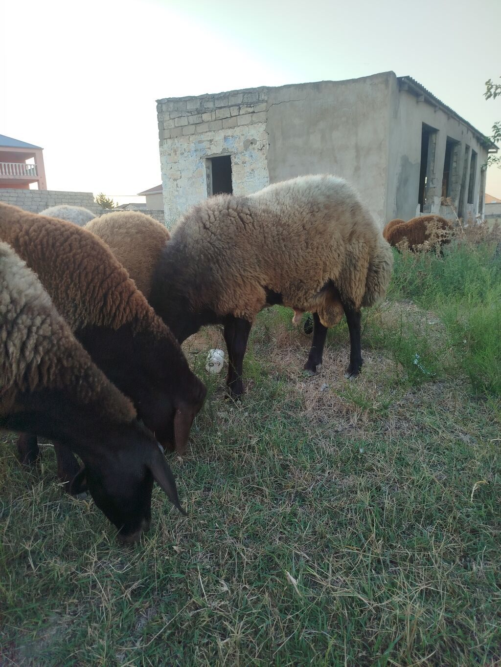 Qoyun sürüsü – yerli quyruqlu cins - Cins: Quyruqlu (yağlı quyruq) — Kənd təsərrüfatı heyvanları, Digah (9)