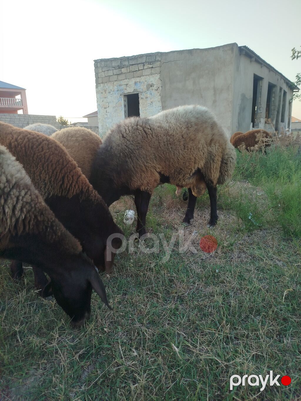 Qoyun sürüsü – yerli quyruqlu cins - Cins: Quyruqlu (yağlı quyruq) — Kənd təsərrüfatı heyvanları, Digah (9)