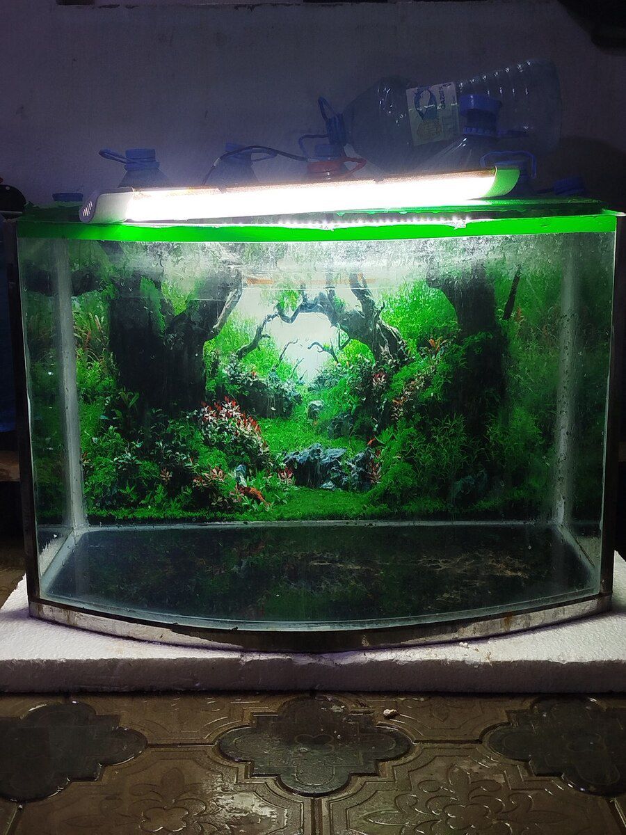 Akvarium — Akvariumlar və balıqlar, Bakı (8)