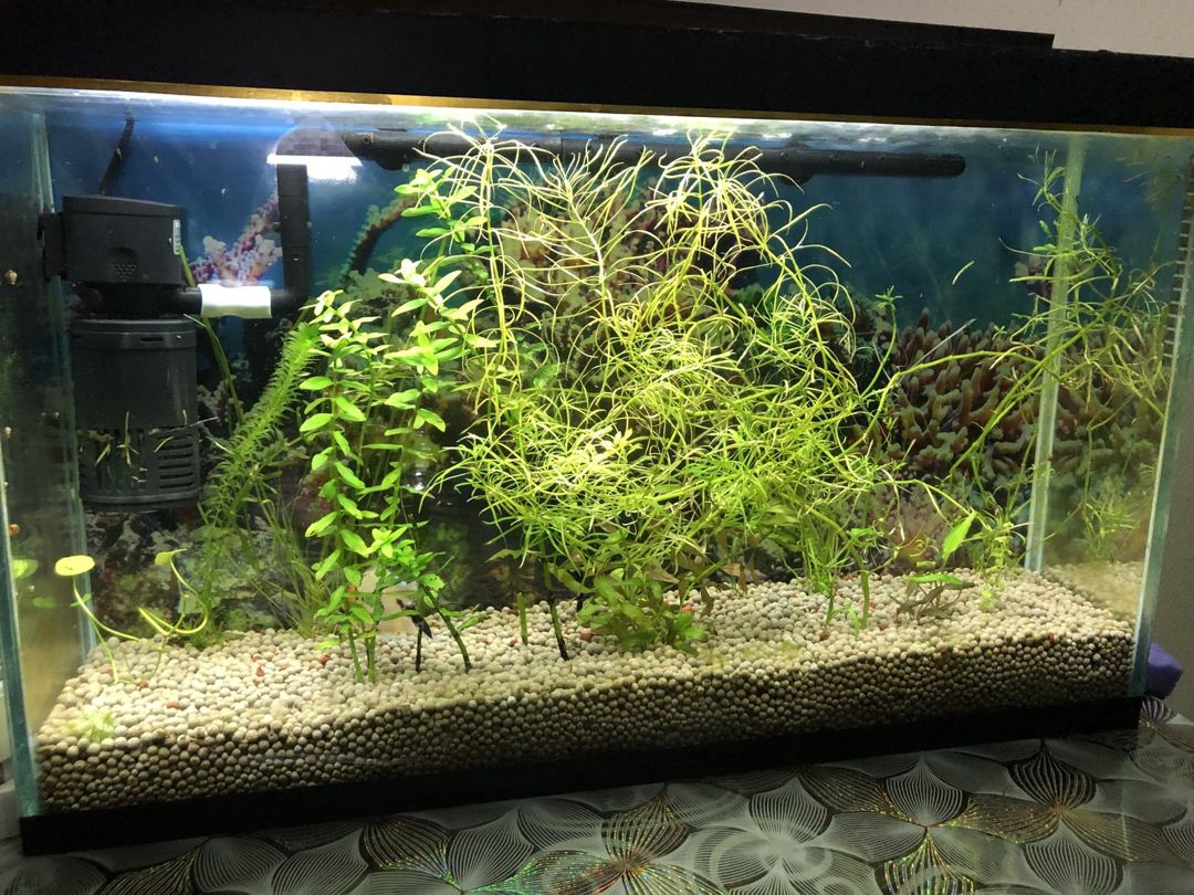 Akvarium — Akvariumlar və balıqlar, Xırdalan (2)