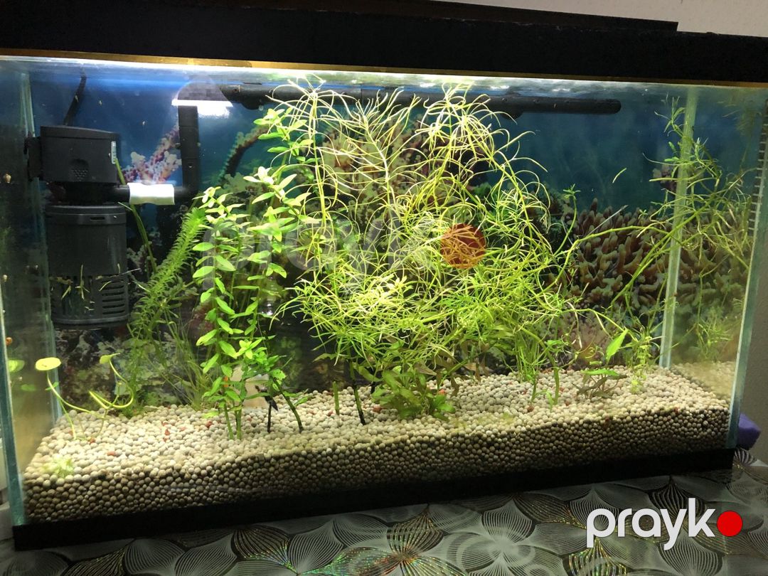Akvarium — Akvariumlar və balıqlar, Xırdalan (2)