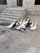 Dişi, Kuban, Damazlıq, Ödənişli çatdırılma — Птицы