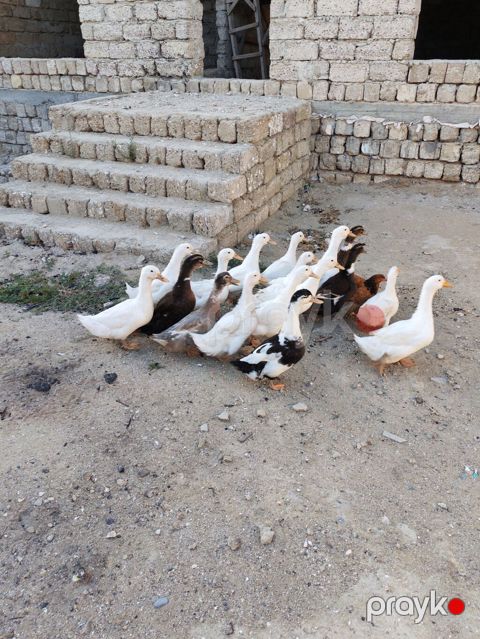 Dişi, Kuban, Damazlıq, Ödənişli çatdırılma — Digah