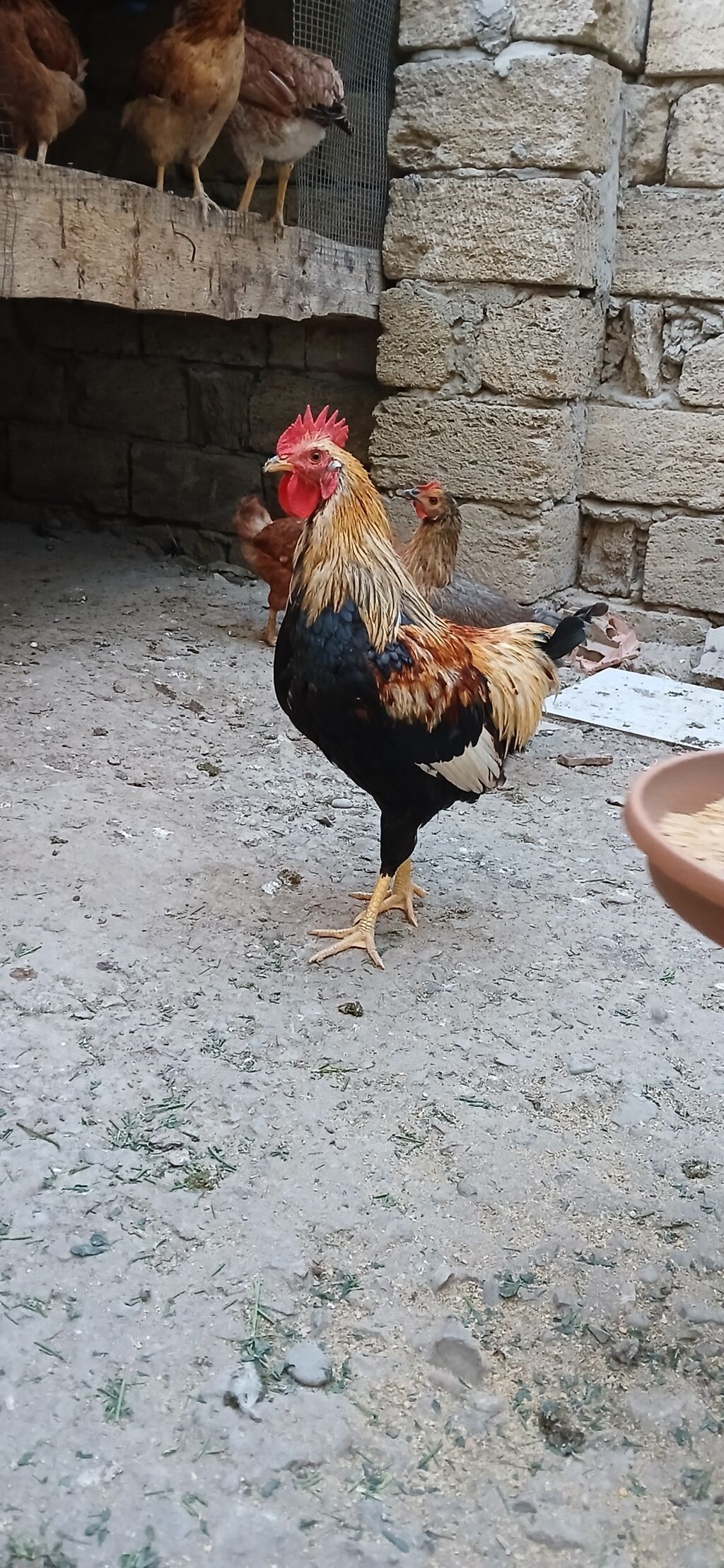 Məhsul: Xoruzlar (ev quşu) Təsvir: - Şəkillərdə fərqli rəng — Toyuq və xoruz, Saray (2)
