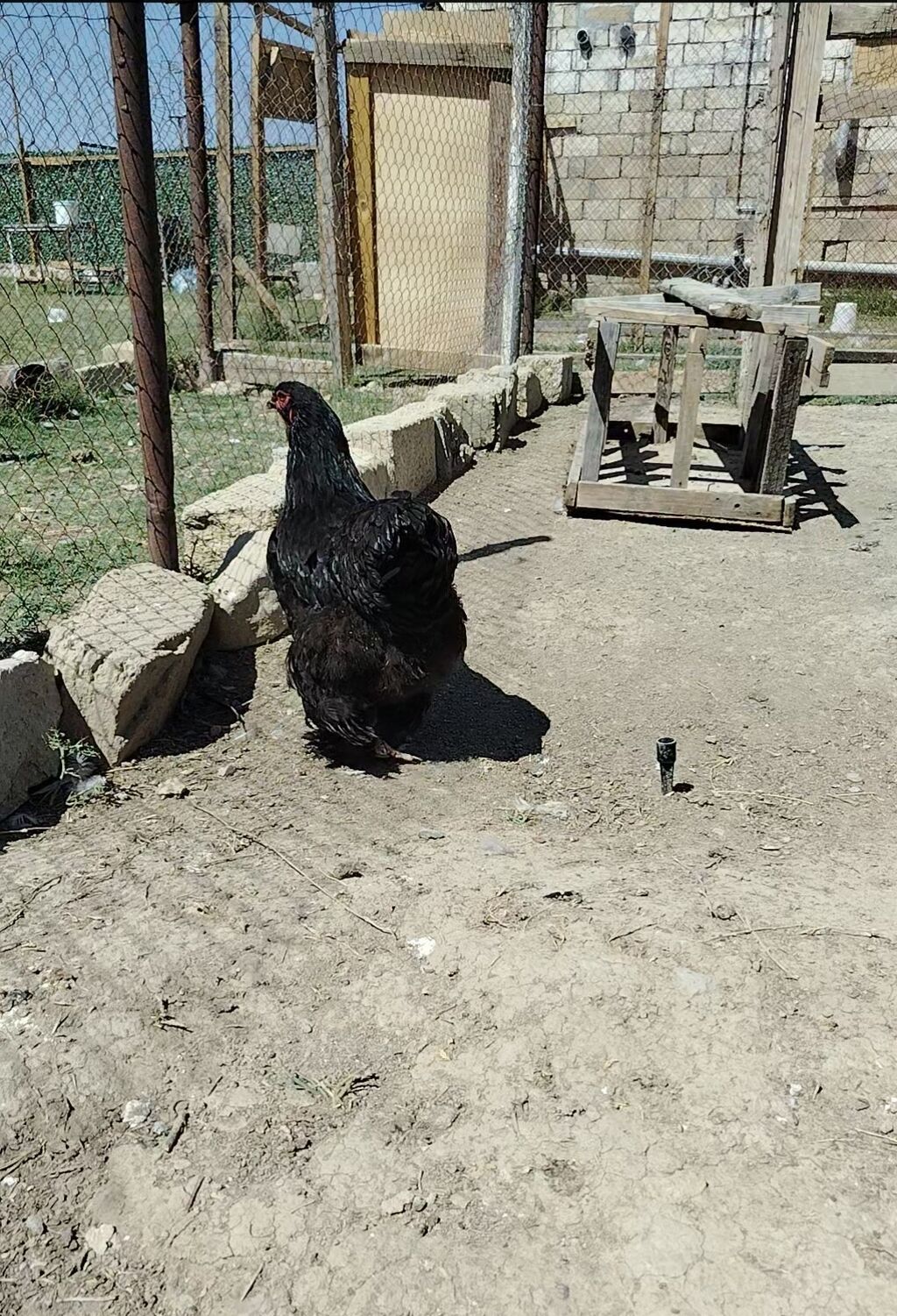 Toyuq, Brama, Damazlıq — Toyuq və xoruz, Hacıqabul (3)