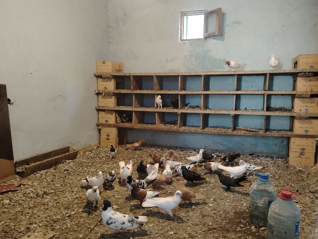 Salam hoptom 5manatdan unvan maşdaga 0516831165 vatsapda aktivdir — Göyərçin, Digah (2)