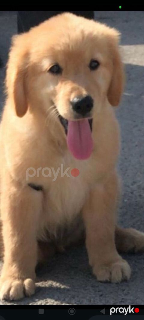Qızılı Retriver balaları — Bakı