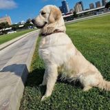 Labrador-retriver, 5 il, Erkək — Собаки