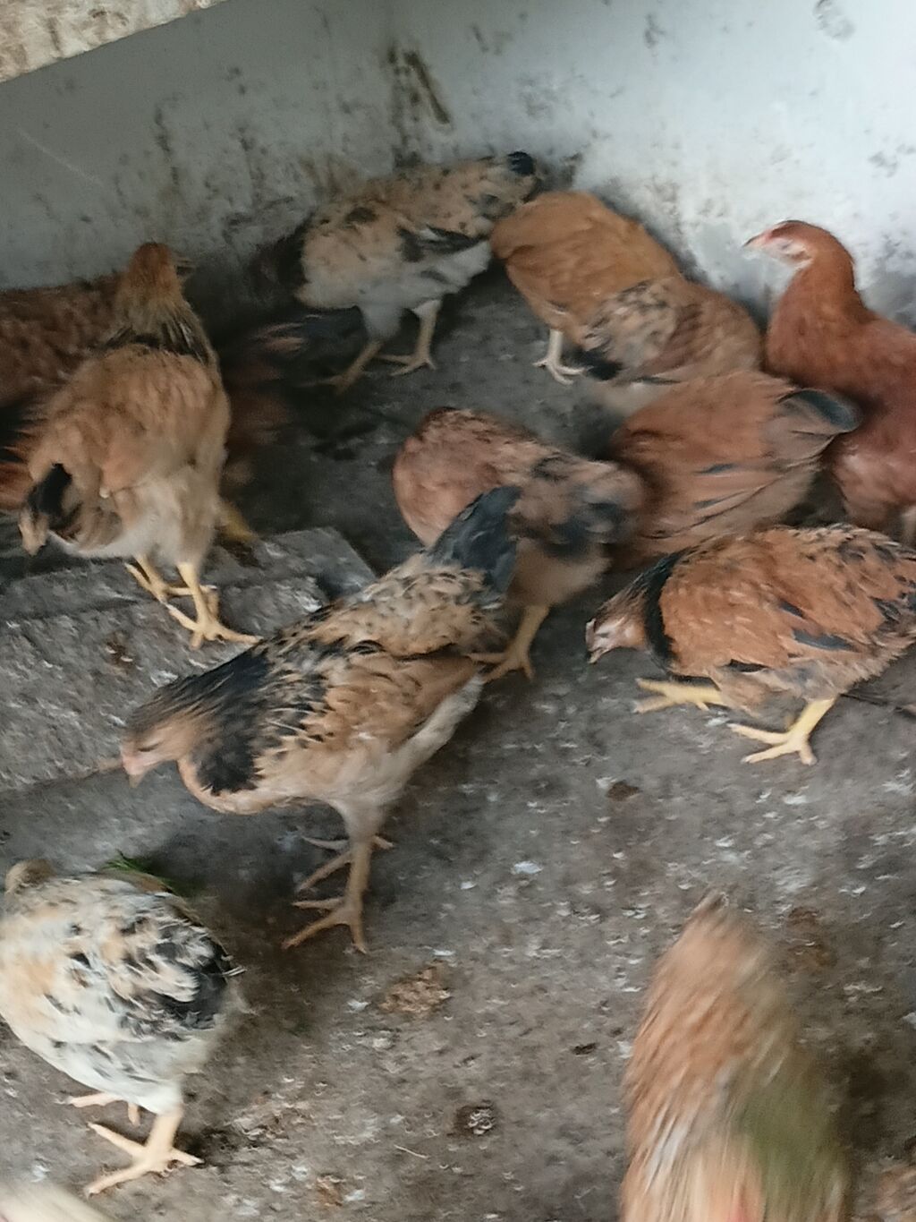 Toyuq cücələri, Damazlıq — Toyuq və xoruz, Digah (4)