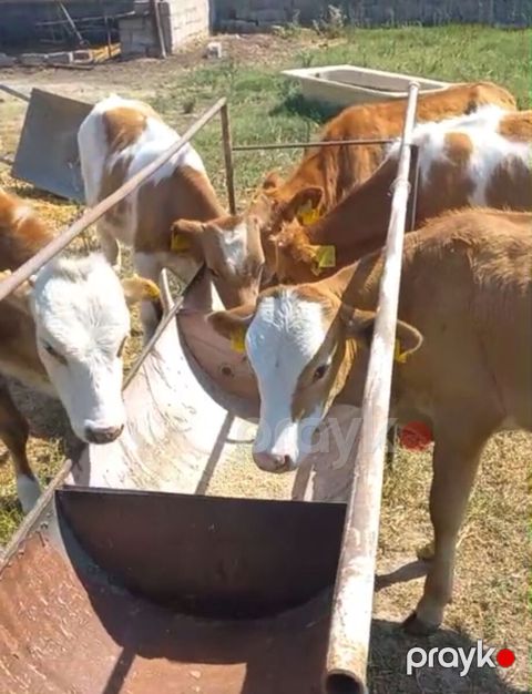Buzovlar — Bakı