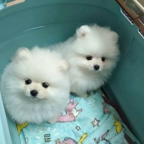 Mini Pomerian Şpits balaları