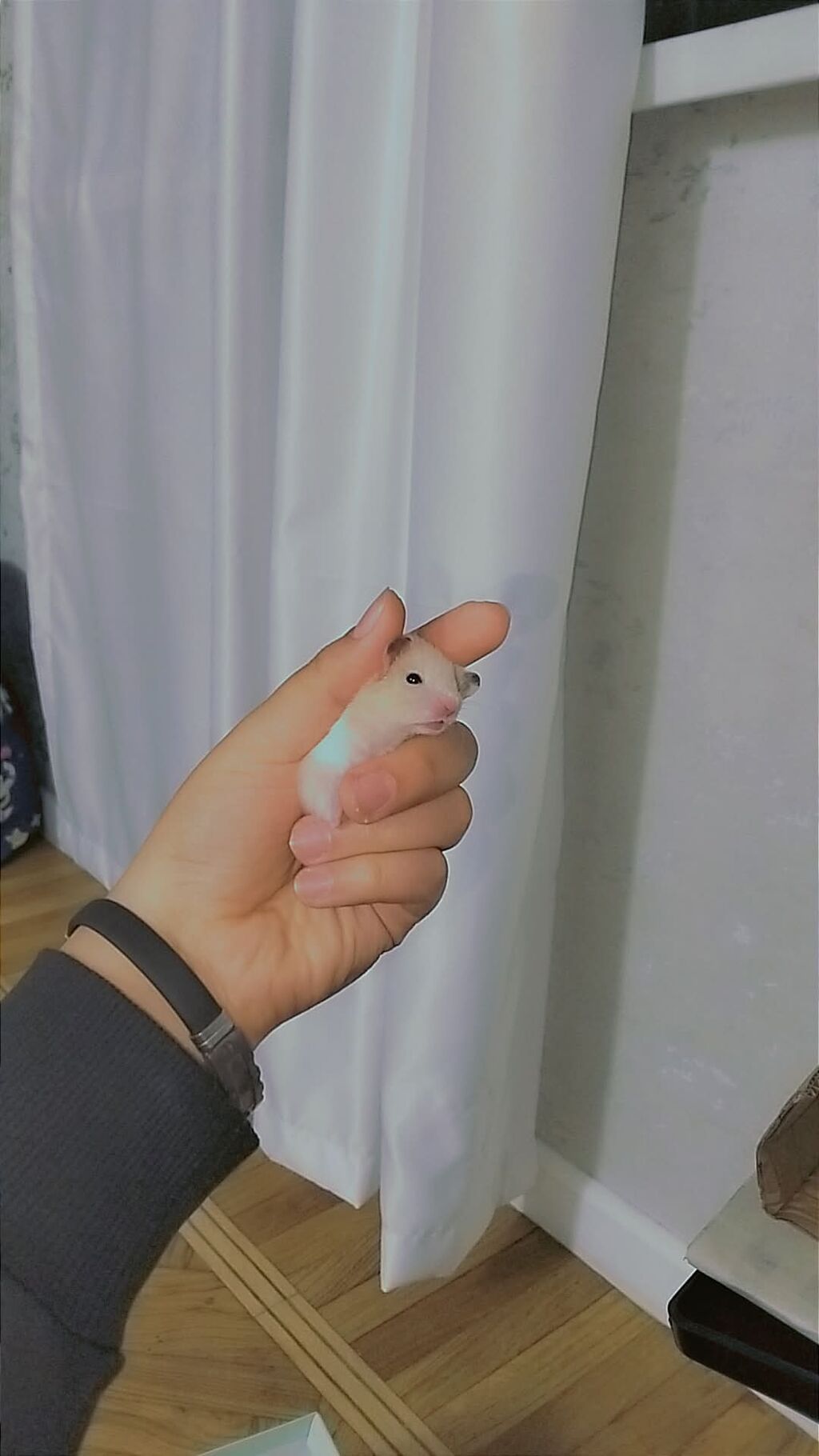 7 bala və 1 böyük hamster satılır. Qəfəs yalnız böyük hamsterlə — Kəmiçilər, Bakı (6)