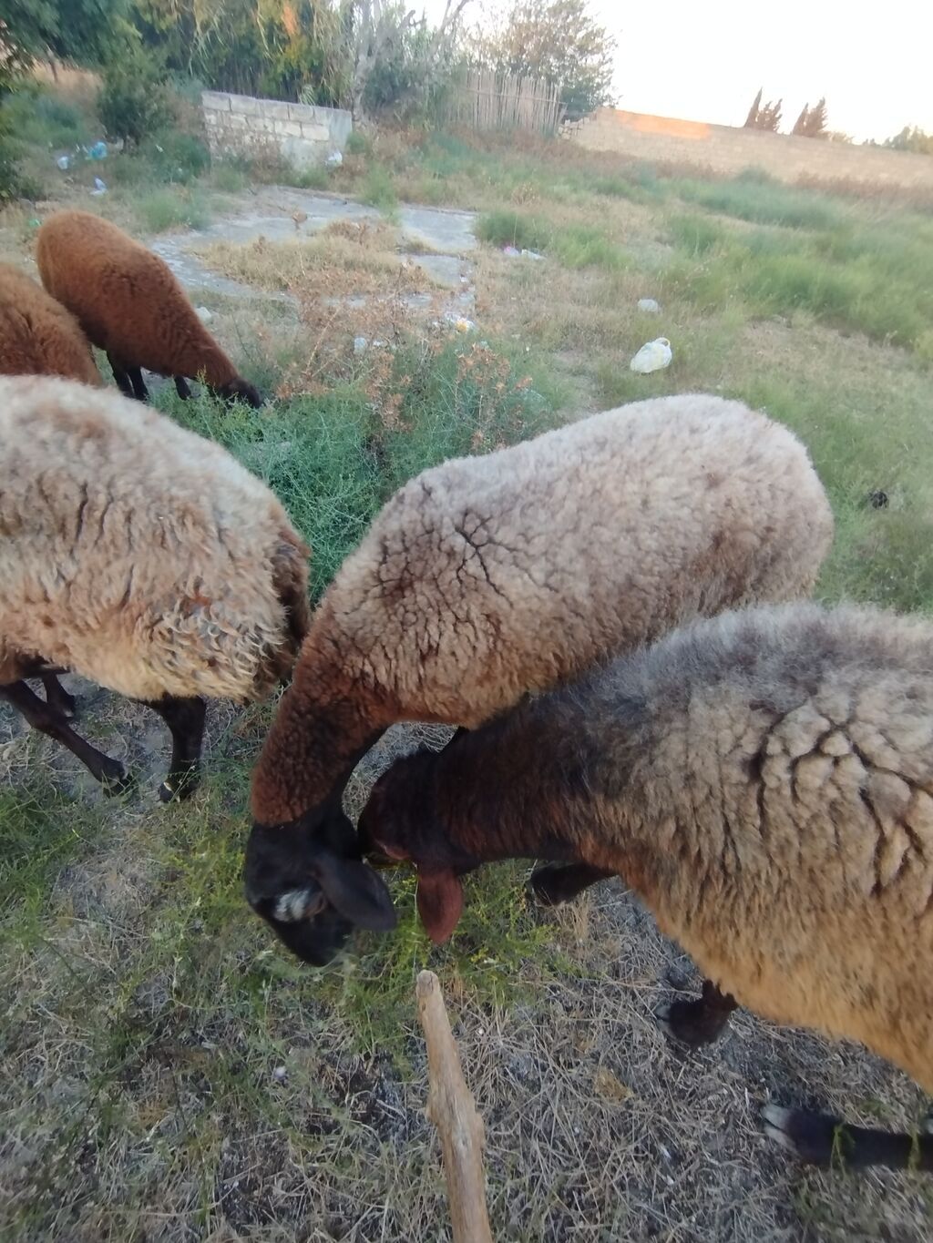 Qoyun sürüsü – yerli quyruqlu cins - Cins: Quyruqlu (yağlı quyruq) — Kənd təsərrüfatı heyvanları, Digah (4)