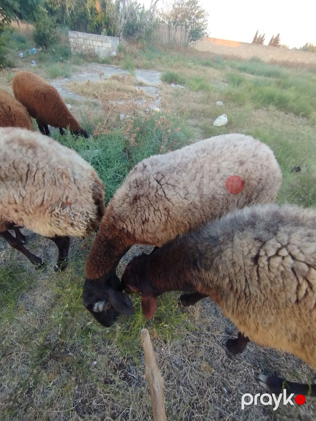 Qoyun sürüsü – yerli quyruqlu cins - Cins: Quyruqlu (yağlı quyruq) — Kənd təsərrüfatı heyvanları, Digah (4)