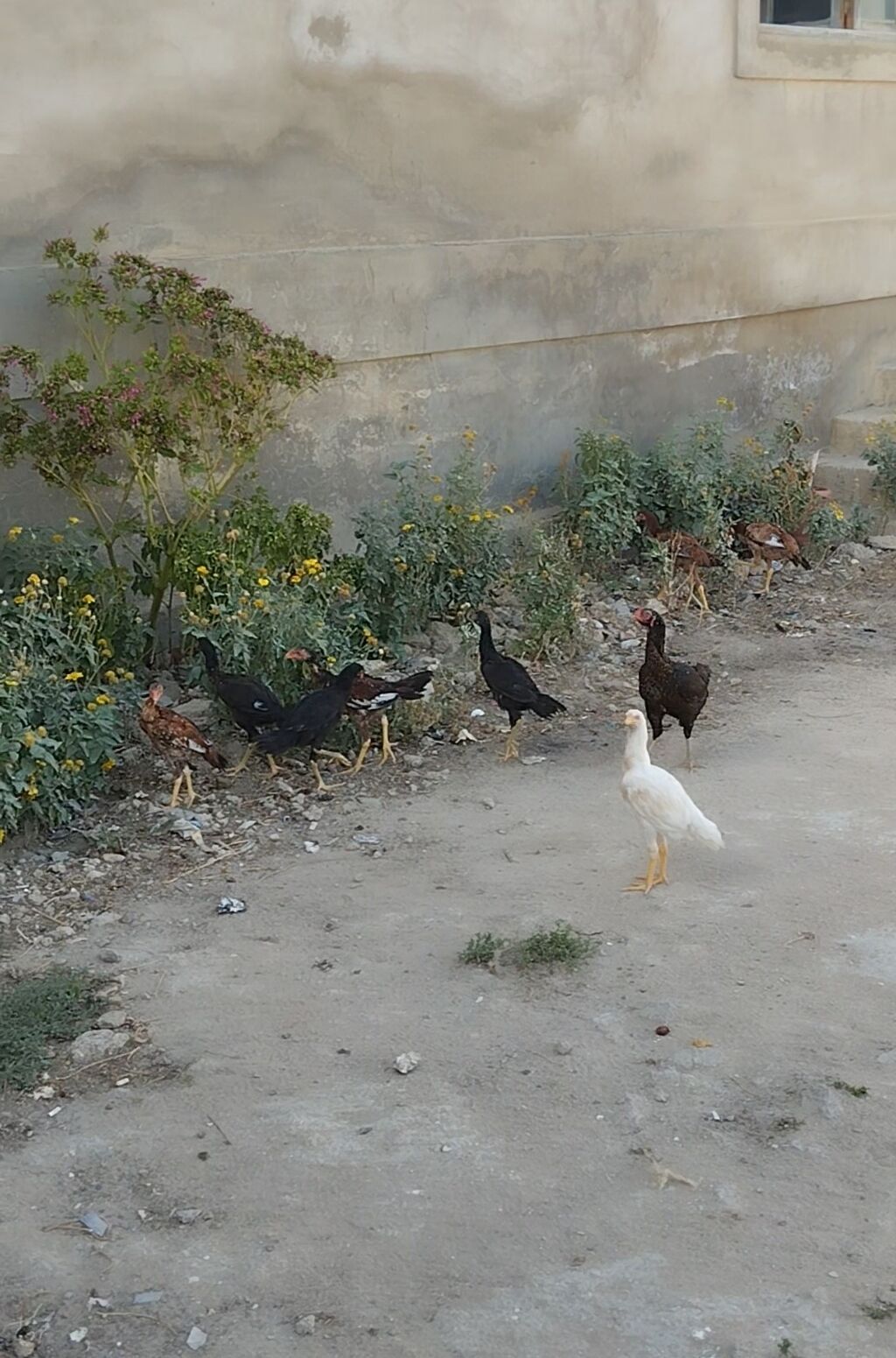 Heyrati cuceleri. Salam allah haminin malina xeyr versin. Turk cinsi — Toyuq və xoruz, Digah (2)