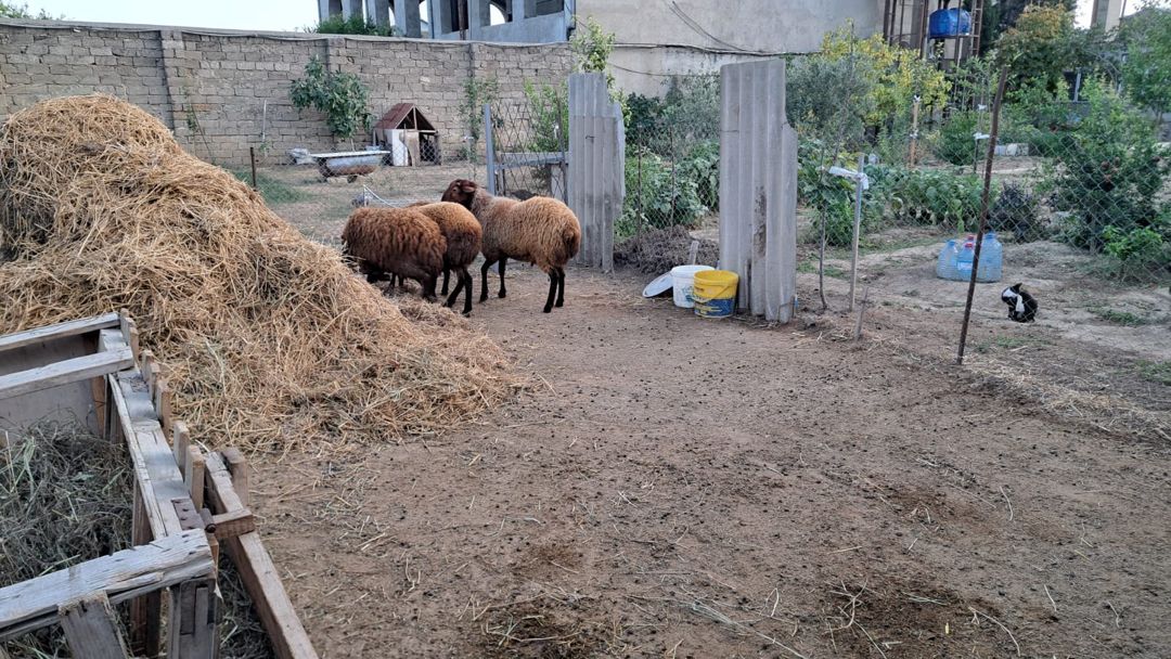 Qala quzuları — Kənd təsərrüfatı heyvanları, Bakı (12)