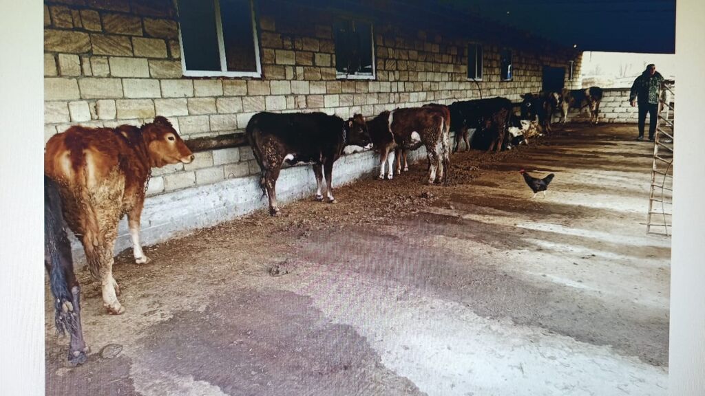 Ferma hazır ıstıfadeye yararlı hec bır xerc teleb etmır umumılıkde 4 — Əmlak, Kürdəmir (3)