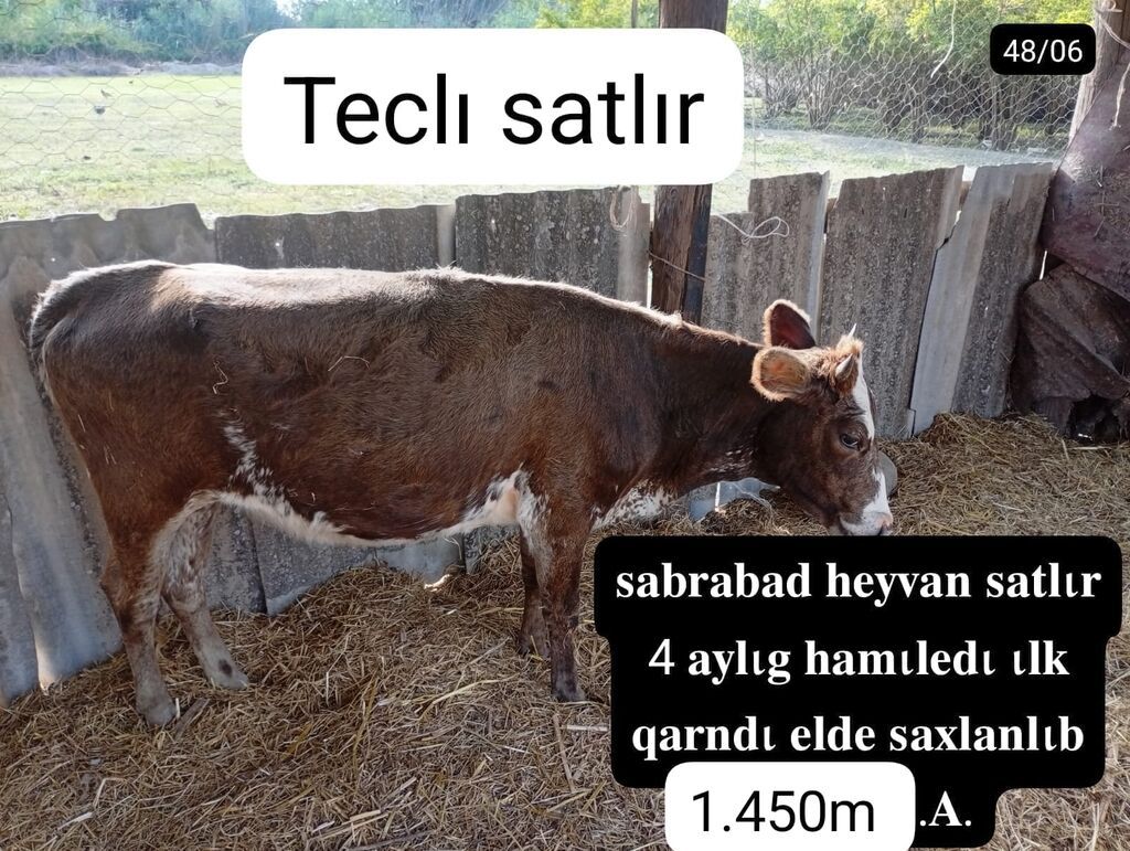 satılır: inək - Yer: Sabirabad - 4 aylıq hamilə - İlk qarındı — Kənd təsərrüfatı heyvanları, Sabirabad