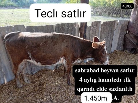 satılır: inək - Yer: Sabirabad - 4 aylıq hamilə - İlk qarındı — Sabirabad