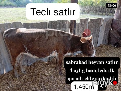 satılır: inək - Yer: Sabirabad - 4 aylıq hamilə - İlk qarındı — Sabirabad