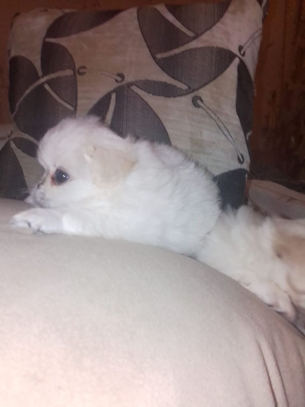 Pekines — Köpəklər, Bakı (8)