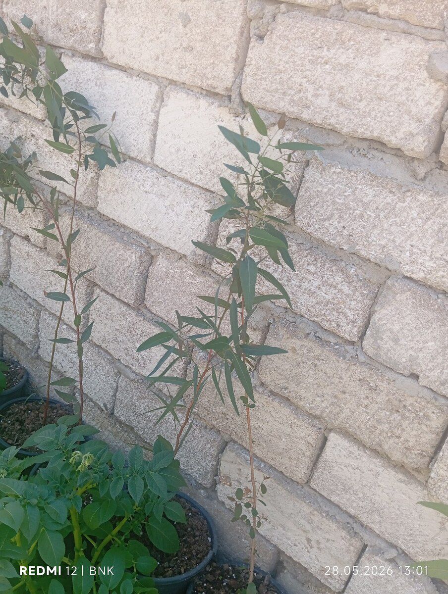 Güllər — Bitkilər, Bakı (12)