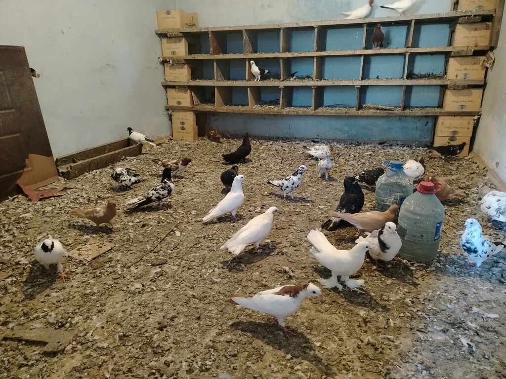 Salam hoptom 5manatdan unvan maşdaga 0516831165 vatsapda aktivdir — Göyərçin, Digah (3)