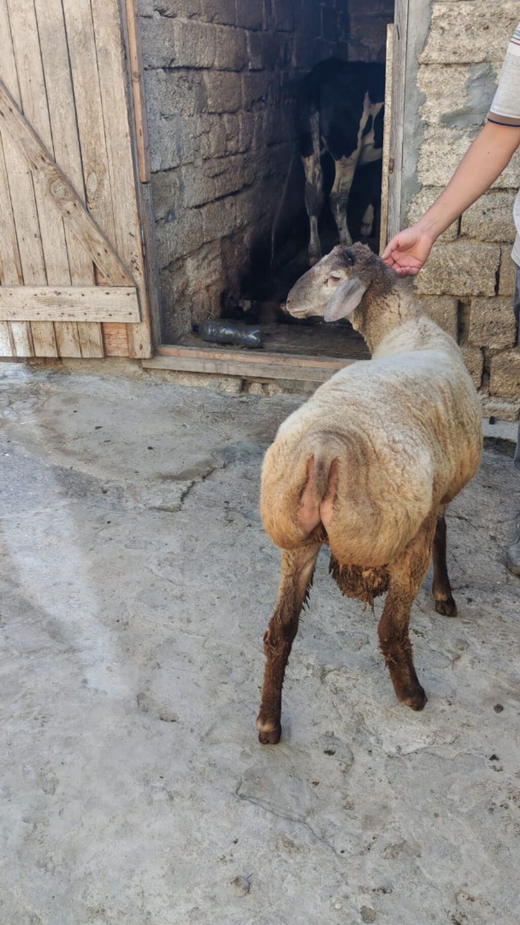 Tam sağlam 7-8 aylıq quzu satılır. Sırf təbii arpa və otla beslenib — Digər heyvanlar, Bakı (7)