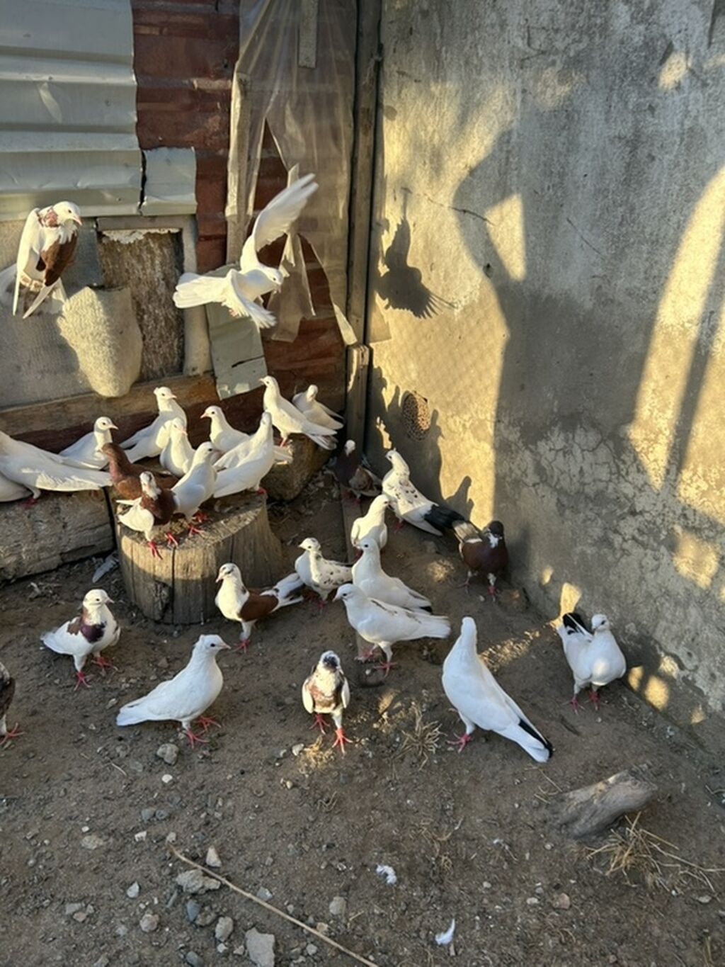 Salam hamsi 4 cut quwdan toremedi tergzlr 32 dene heyvandi tek satlmr — Göyərçin, Bakı (4)