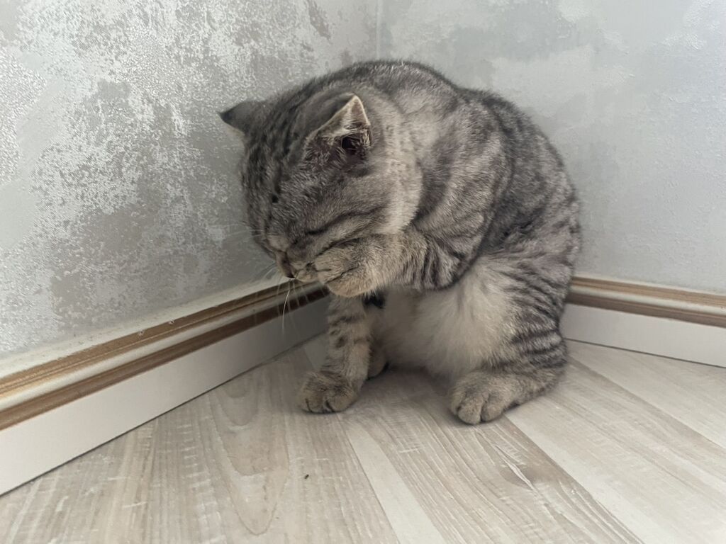 Şotland — Pişiklər, Bakı (9)