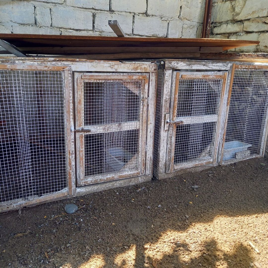 Toyuq qəfəsləri — Quşlar, Bakı (6)
