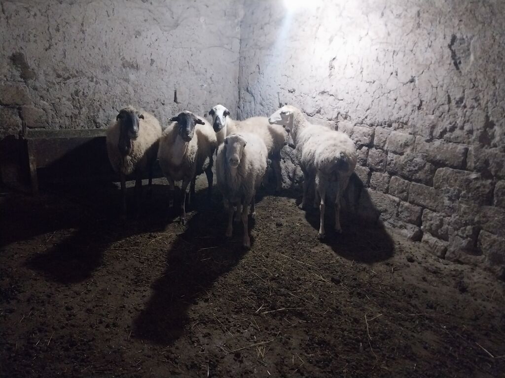 Məhsul: Qoyun sürüsü - Say: 6 baş - Cins/Tip: Yerli qarabaş/qarayal — Kənd təsərrüfatı heyvanları, Goranboy